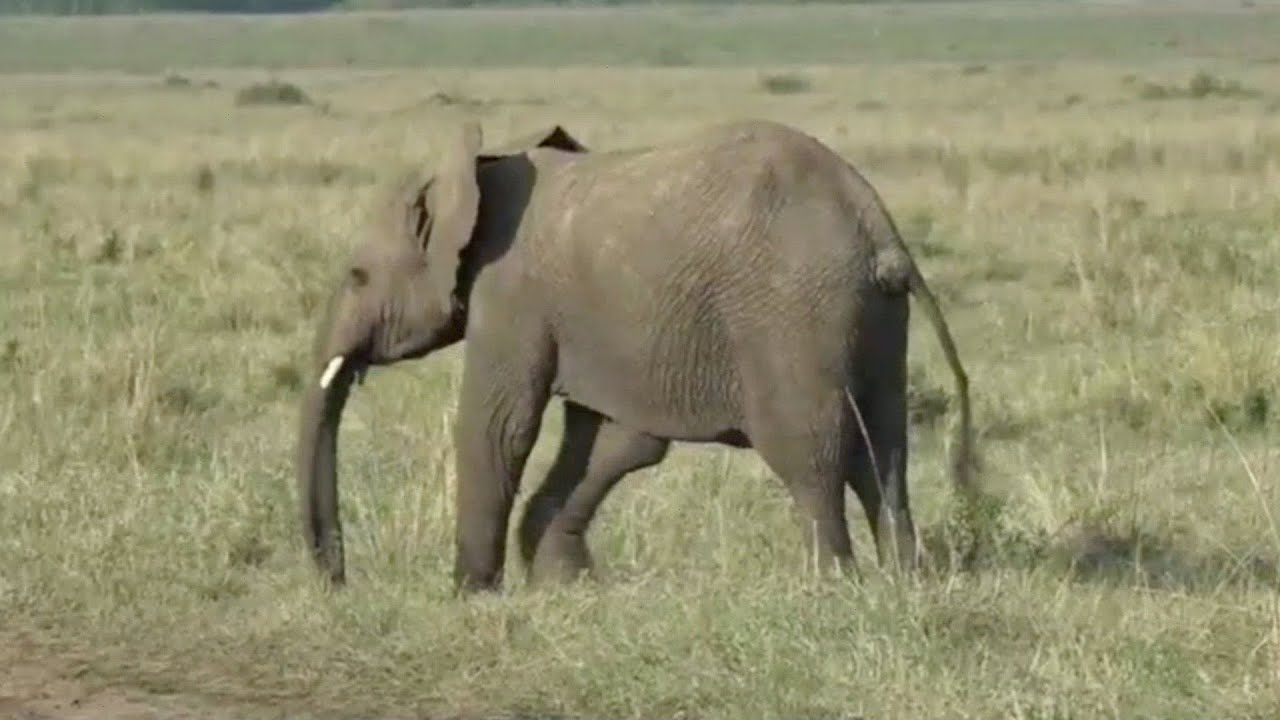 Young injured elephant gets separated from the herd