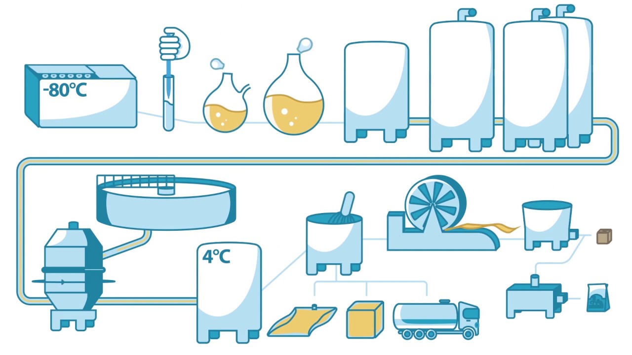 How yeast is made - Lesaffre