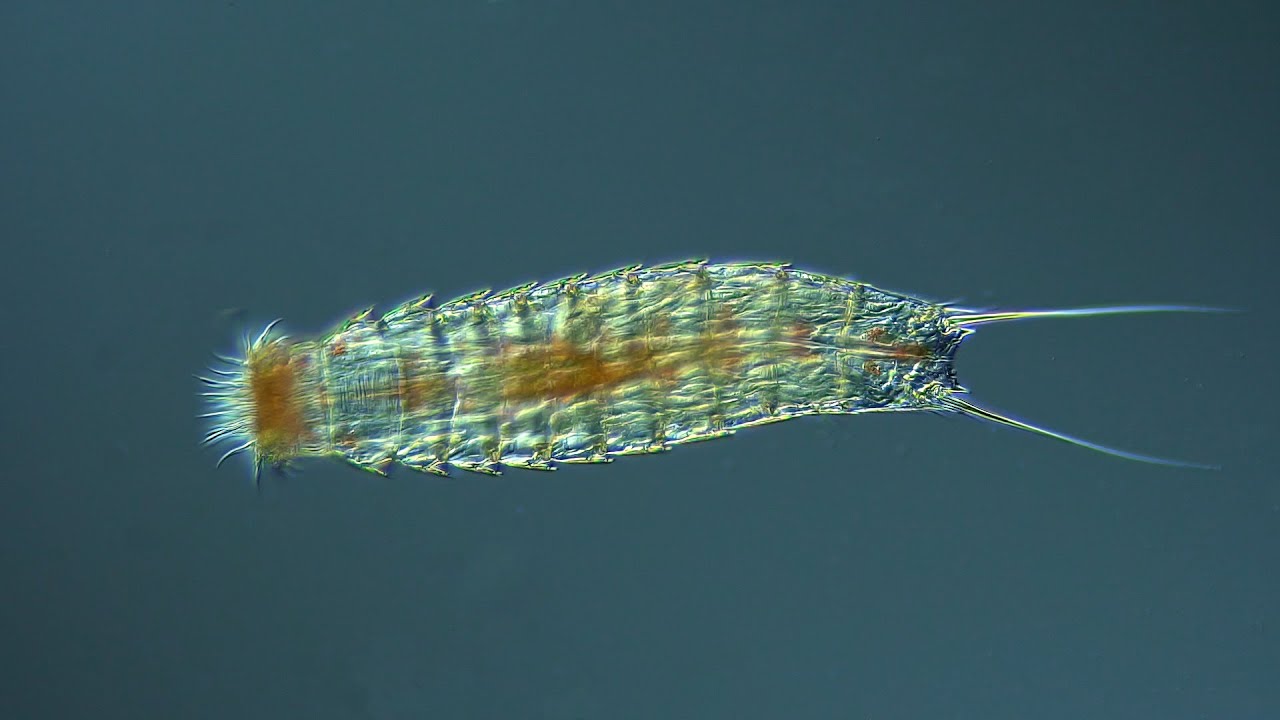 Kinorhyncha: Echinoderes dujardinii