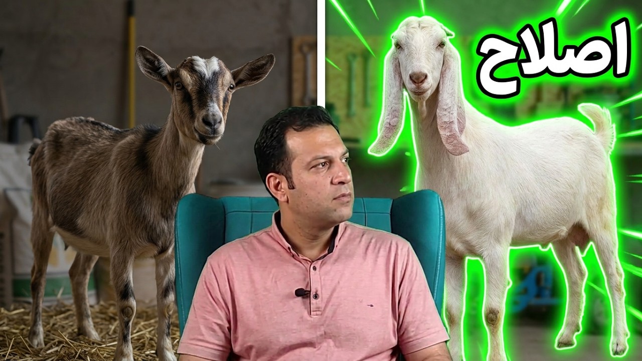 آموزش پرورش بز , تلقیح مصنوعی و اصلاح نژاد بز , نکات مهم پرورش بز , مدیریت دامداری بز