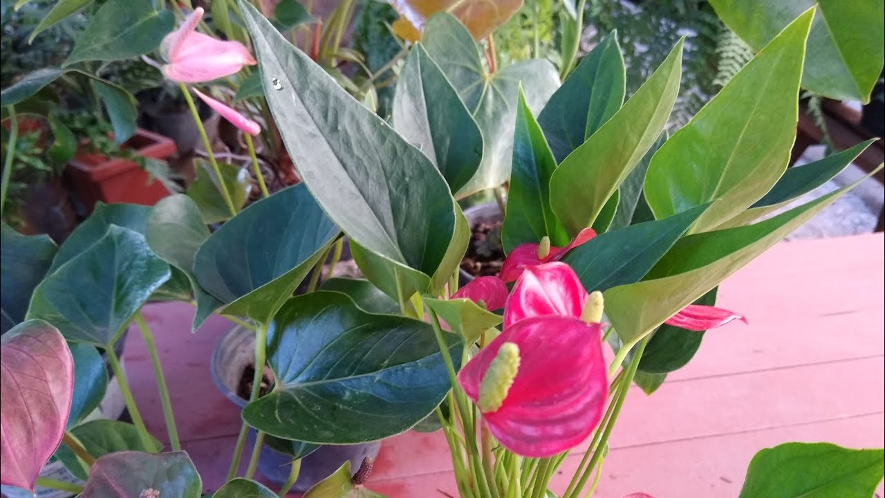 Mini Anturio Dicas De Cultivo!!
