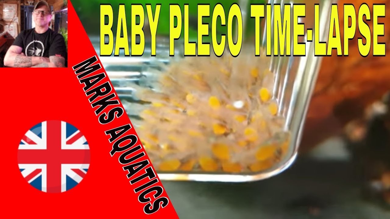 BRISTLENOSE PLECO GROWTH TIME-LAPSE SHORT VIDEO .