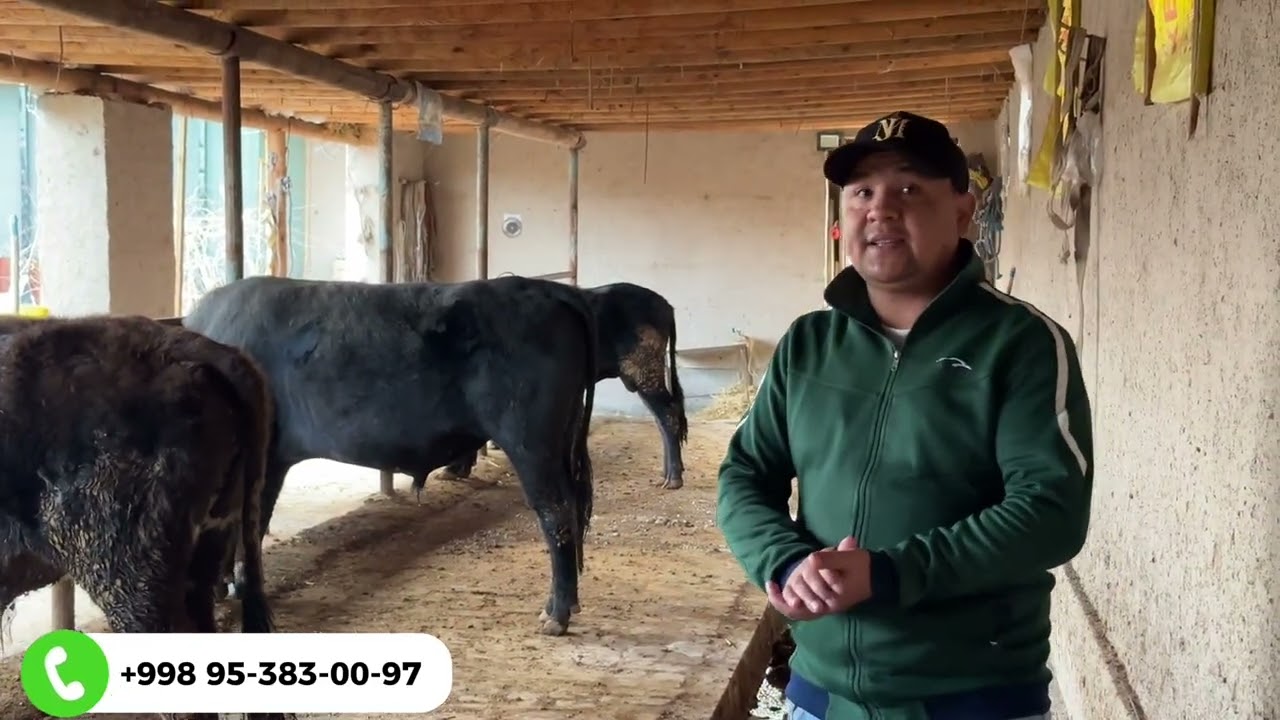 МОЛ ХОНАГА ТАШРИФ ЯНГИ СОНИ