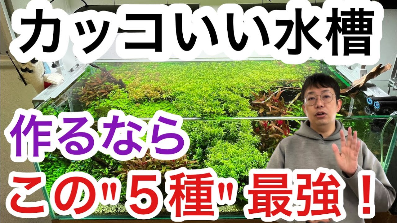 【2023年】一度は飼育して欲しい 