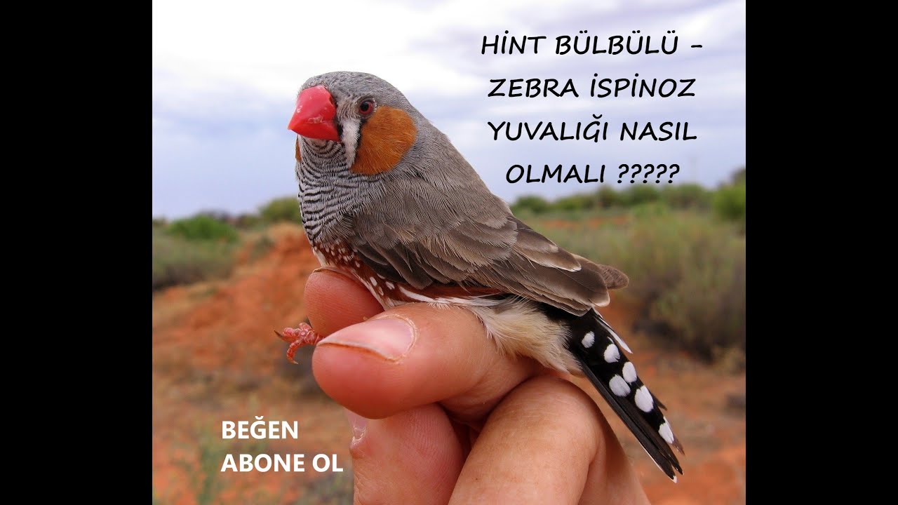 Hint bülbülü Yuvası nasıl olmalı? Hangi malzemeler konulmalı ve konulmamalı?