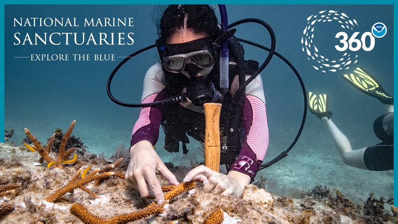 Explore the Blue: 360° Coral Restoration