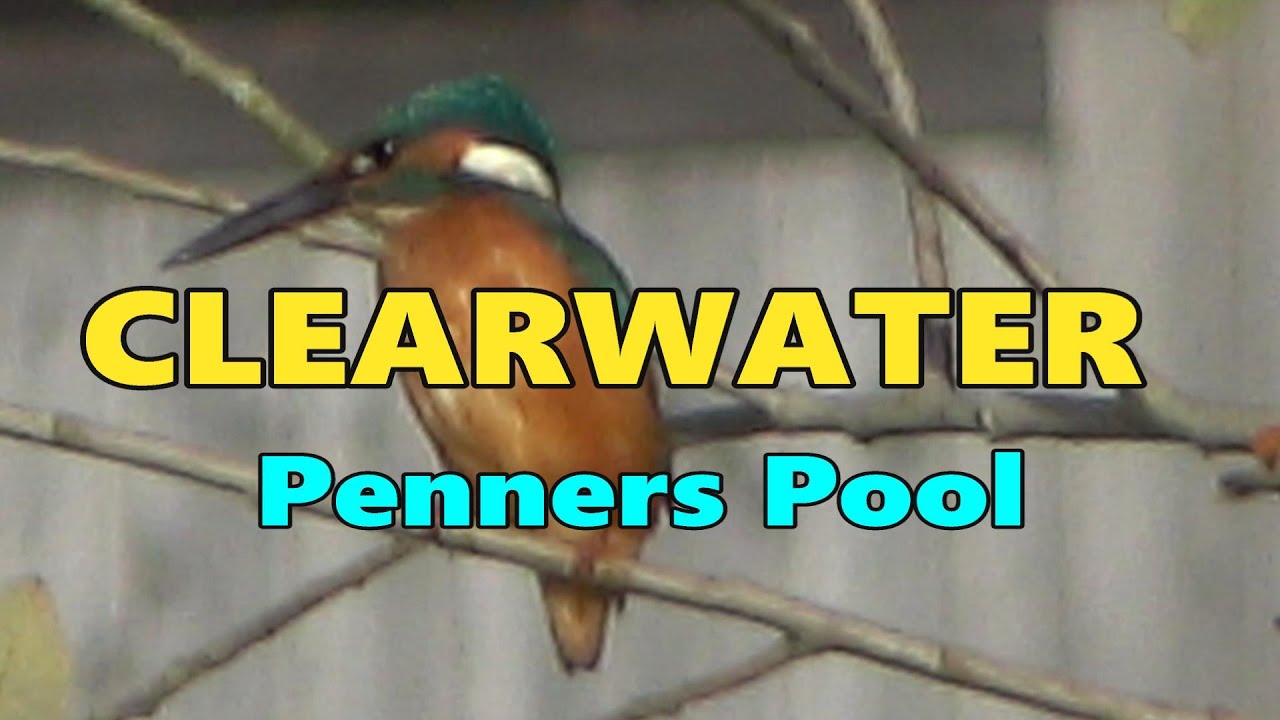 CLEARWATER PENNERS POOL