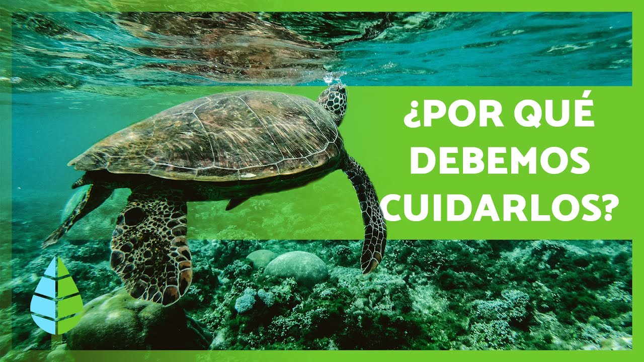 La IMPORTANCIA de CUIDAR nuestros MARES y OCÉANOS 🌊🦀