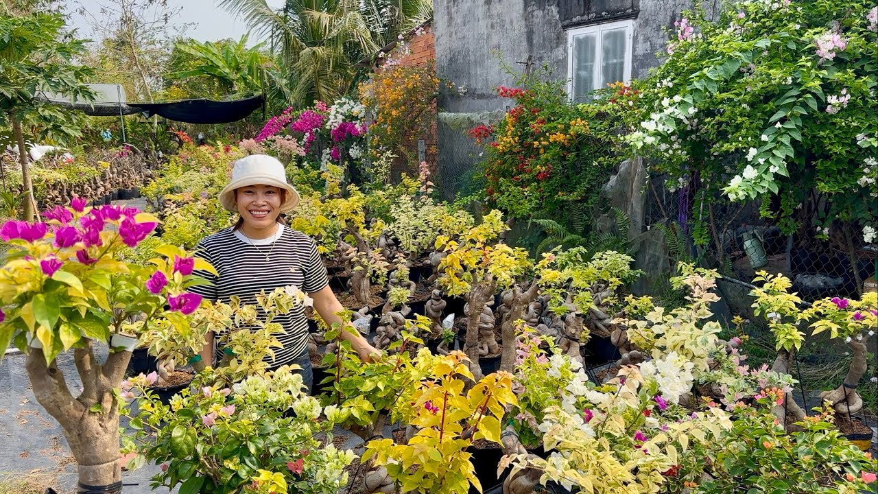 Hoa giấy giống mới vườn Nguyễn Thắng nhiều loại siêu phẩm đẹp giao lưu toàn quốc ☎0825.343.386