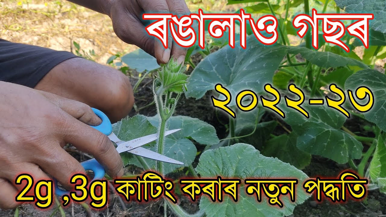 ৰঙালাও গছৰ 2g,3g কাটিং কৰাৰ নতুন পদ্ধতি , 