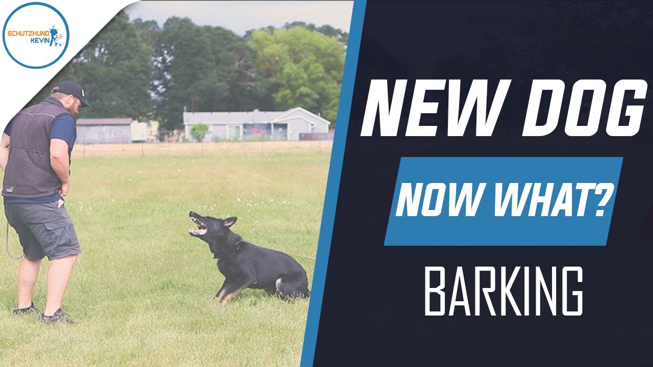 New Dog, Now What? Barking