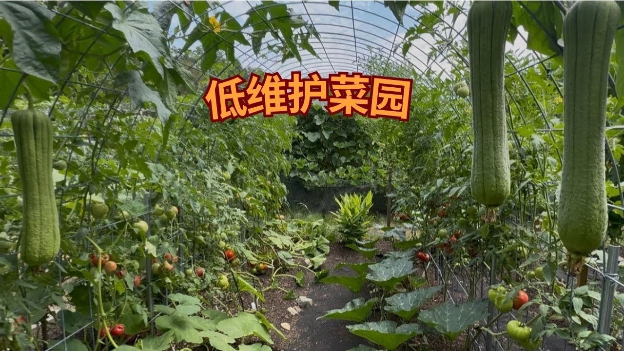 轻松种菜 高产不断 | Low-Maintenance Gardening Tips