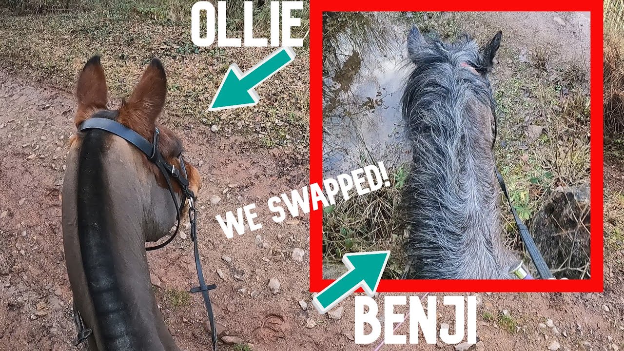 SWAPPING PONIES HALFWAY? | GOPRO HACK | THATOLLIEPONY