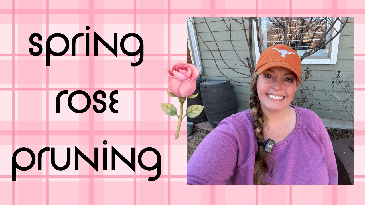Spring Rose Pruning 🌹✂️🪴