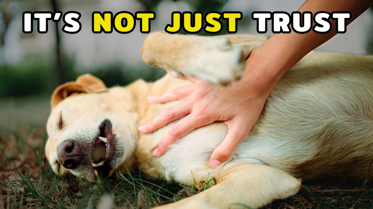 When Your Dog Shows You Their Belly, THIS Is What They’re Saying!