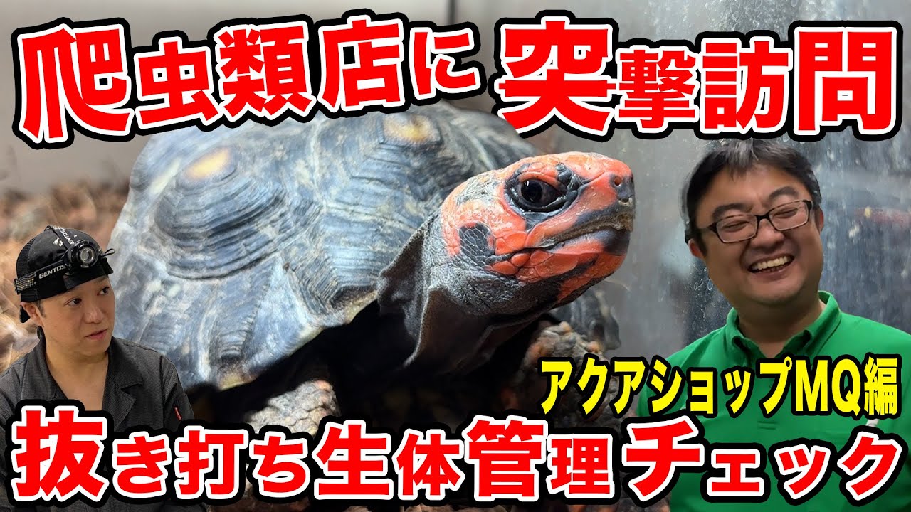 爬虫類店抜き打ちチェック【アクアショップMQ】