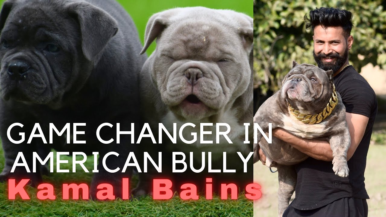 Best American bully in punjab Show quality American bully breeding,bully breed #americanbully #bully