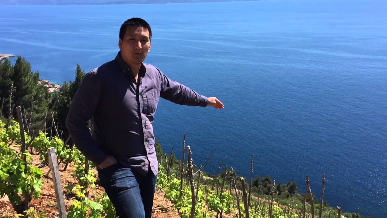 Plavac Mali Vineyards in Dingač, Croatia