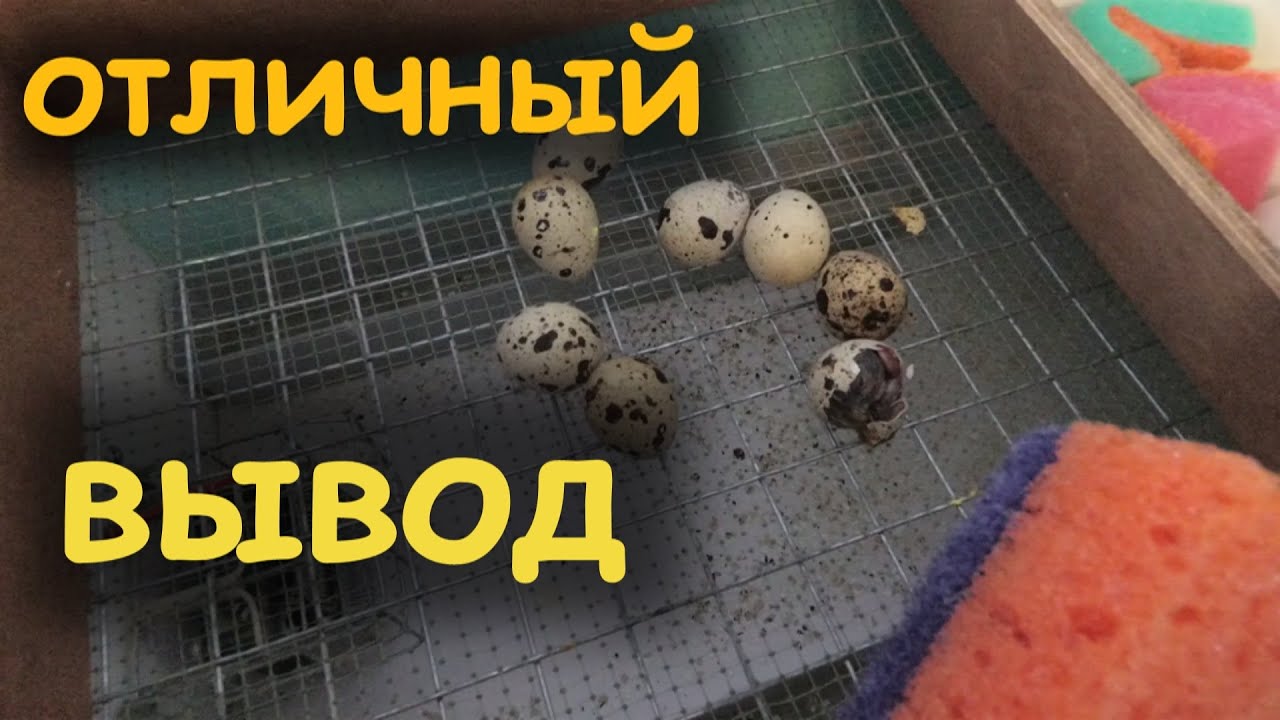 Результат инкубации в Матрица Дели.Полезные советы при инкубации
