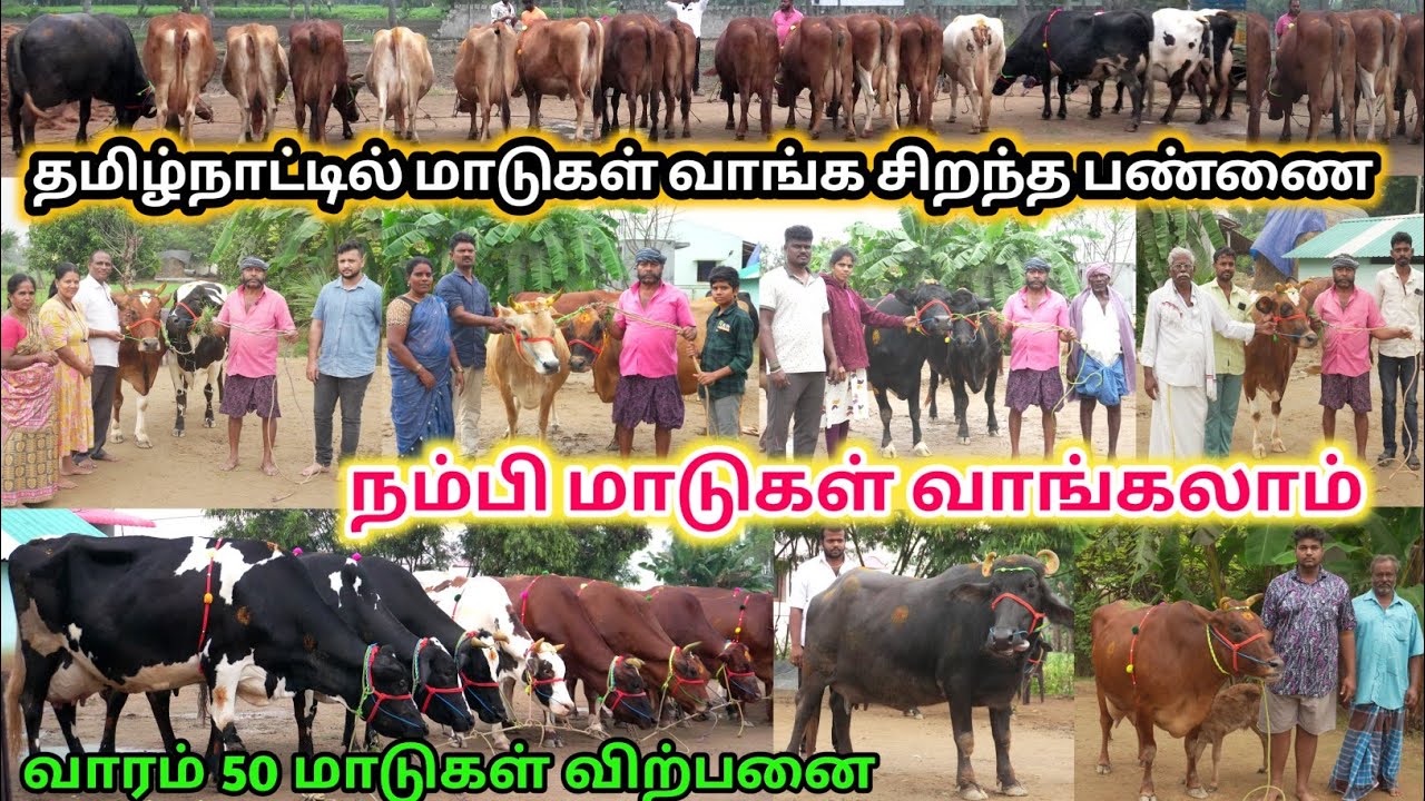 குறைந்த விலையில் தரமான HF&ஜெர்சிமாடு விற்பனைக்கு | மாட்டுப்பண்ணைக்கு ஏற்ற மாடுகள் | Kalnadaitholan