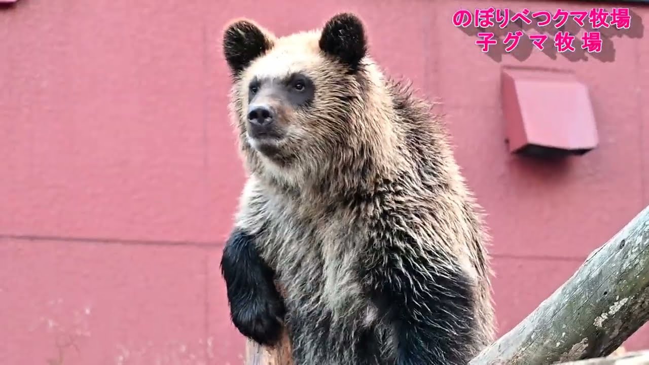 【のぼりべつクマ牧場】　秋のぷくぷくヒグマ