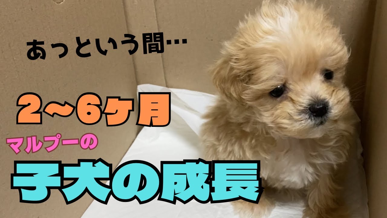 【マルプー】2ヶ月から6カ月！子犬の成長はあっという間です…体重は何キロに？行動の変化