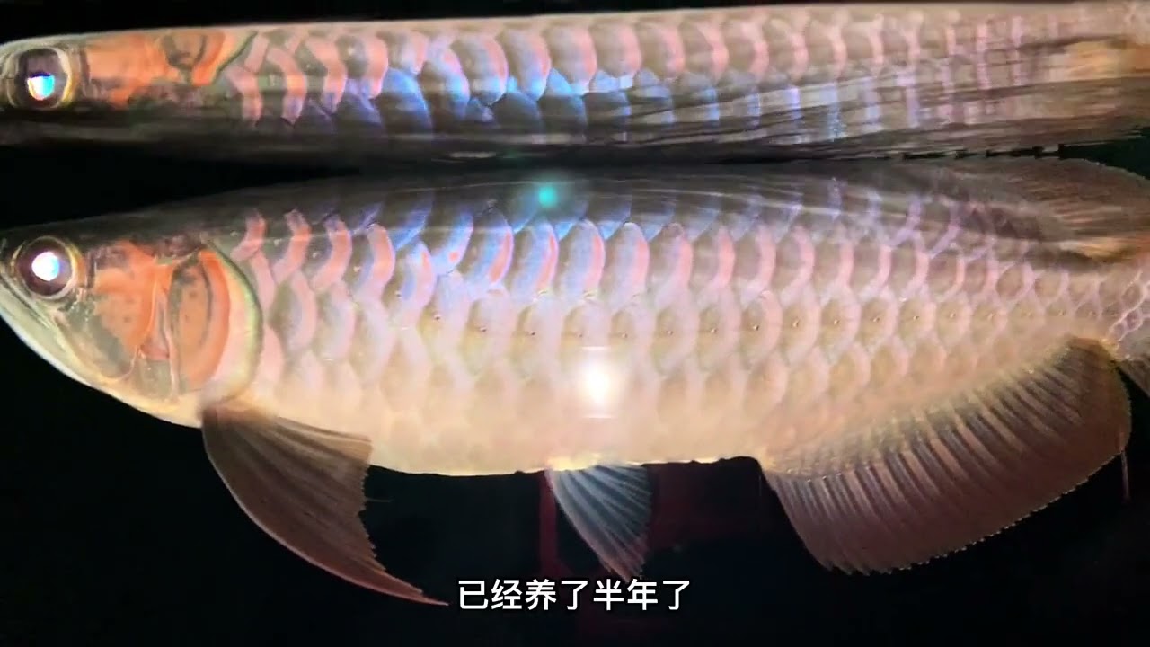 养一条有缺陷的小红龙，是浪费时间，还是收获满满？