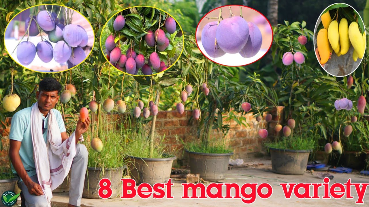 8 of the world's best mango varieties are now available at Mango Farm Nursery