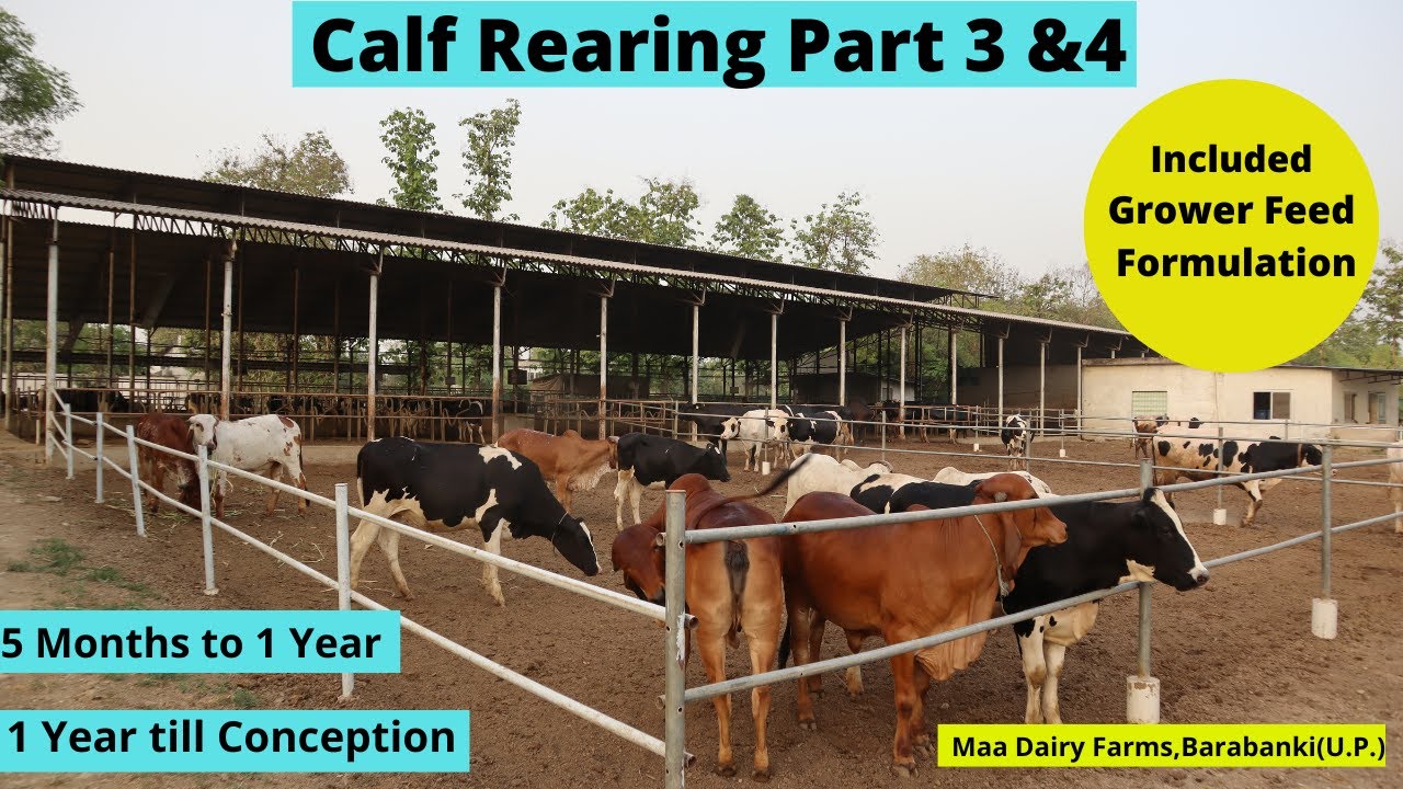 Calf Rearing Part-3 & 4 (5 Months to 1 Year)(1 Year till Conception) Maa Dairy Farms,Barabanki(U.P.)