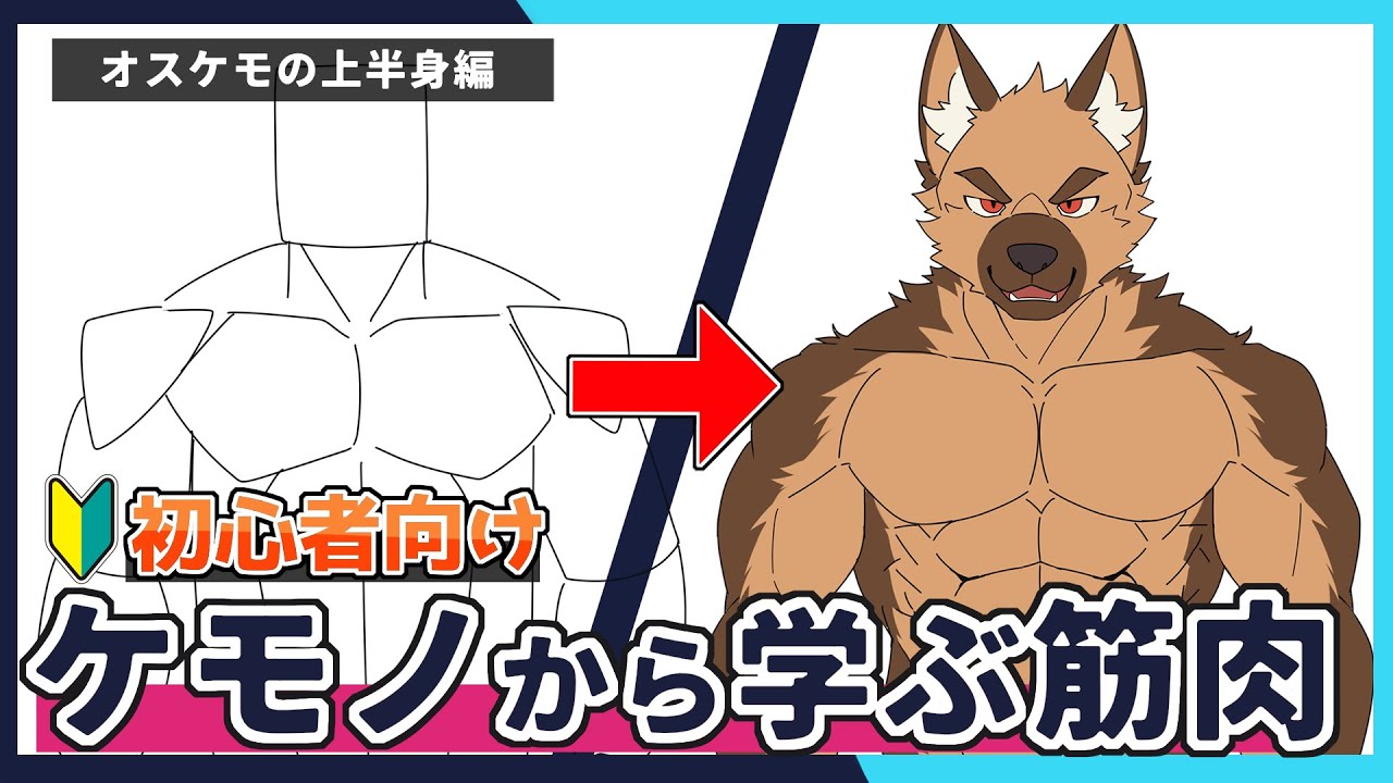 【🔰初心者向け】簡単に考えるケモノ獣人の筋肉【上半身編】