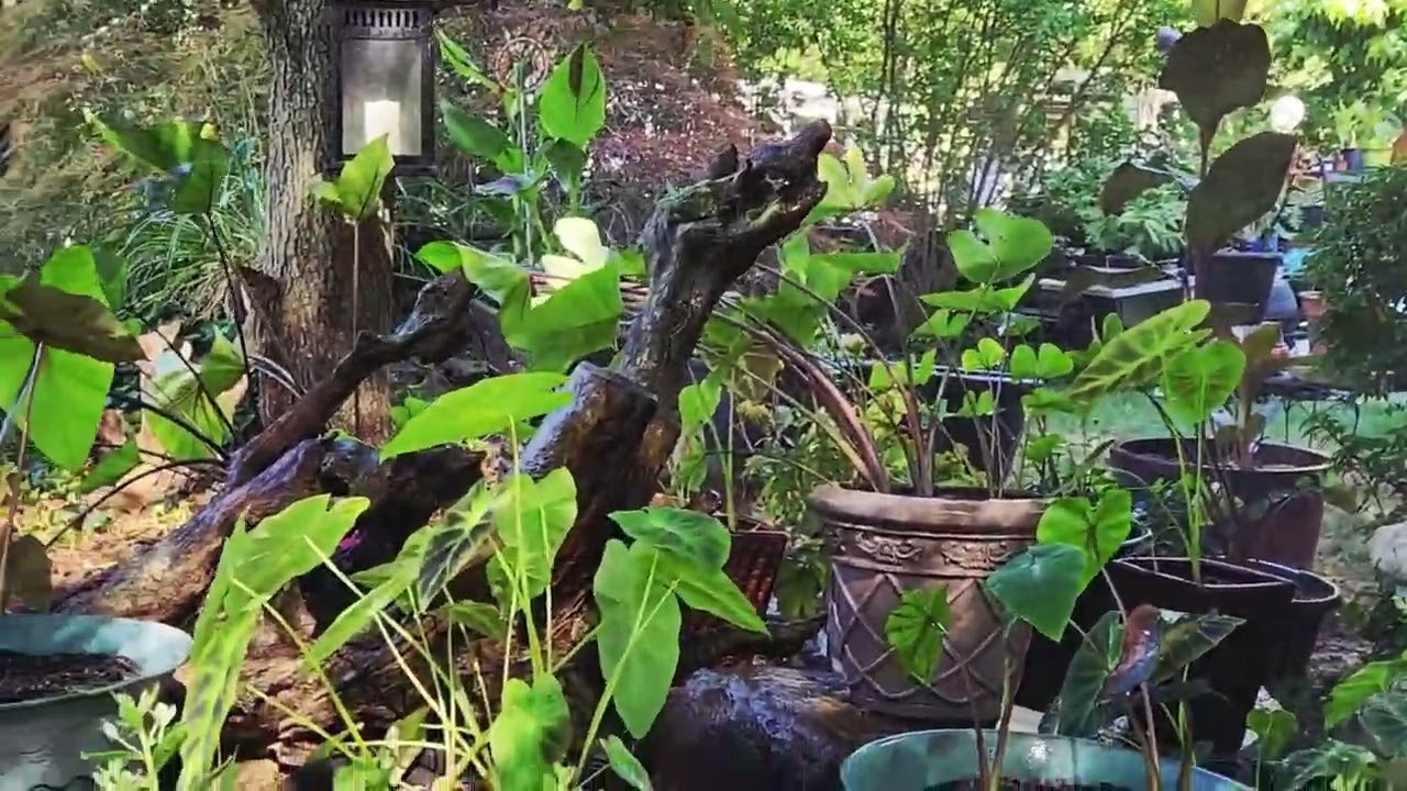 Me & Bro’s Lil Tea Party in Elephant Ear Aisle — His Plant Care, My Lessons