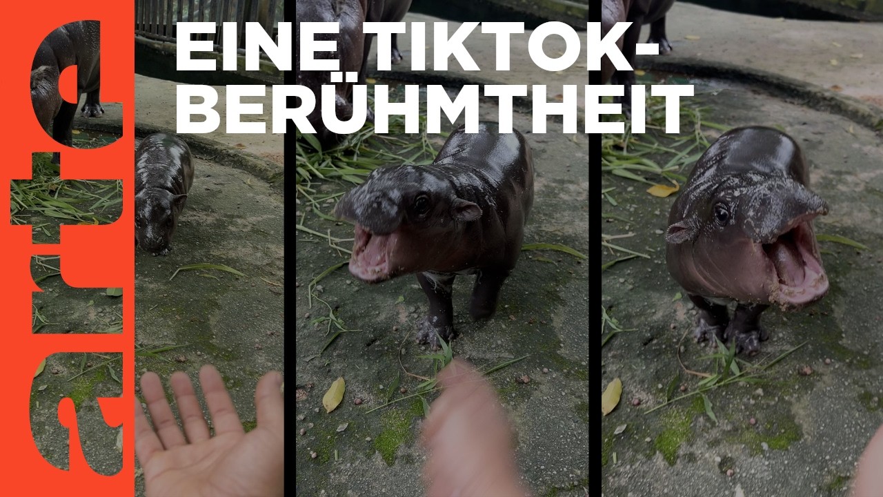 Moo Deng: Wenn Niedlichsein zum Fluch wird | Mit offenen Augen | ARTE