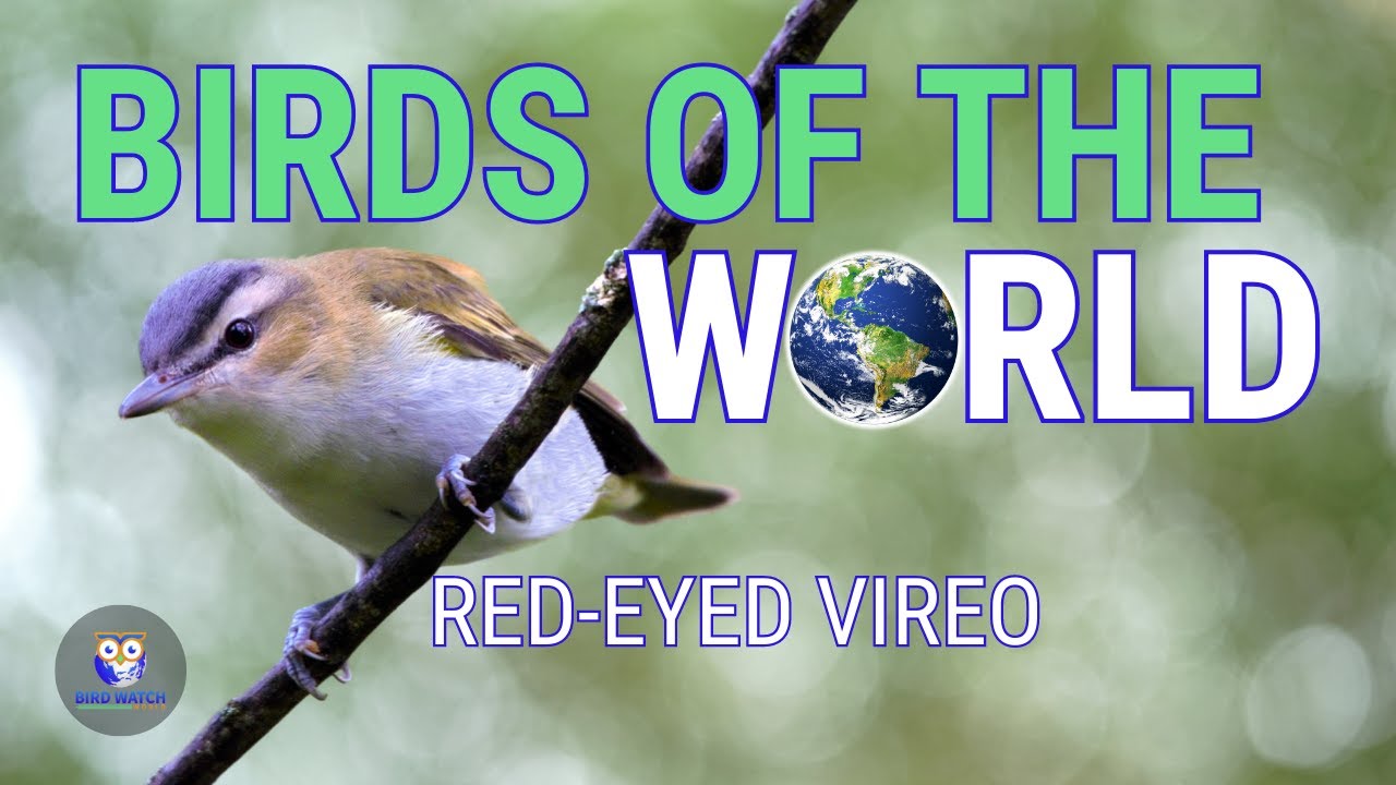 Birds Of The World - The Incredible Red-eyed Vireo