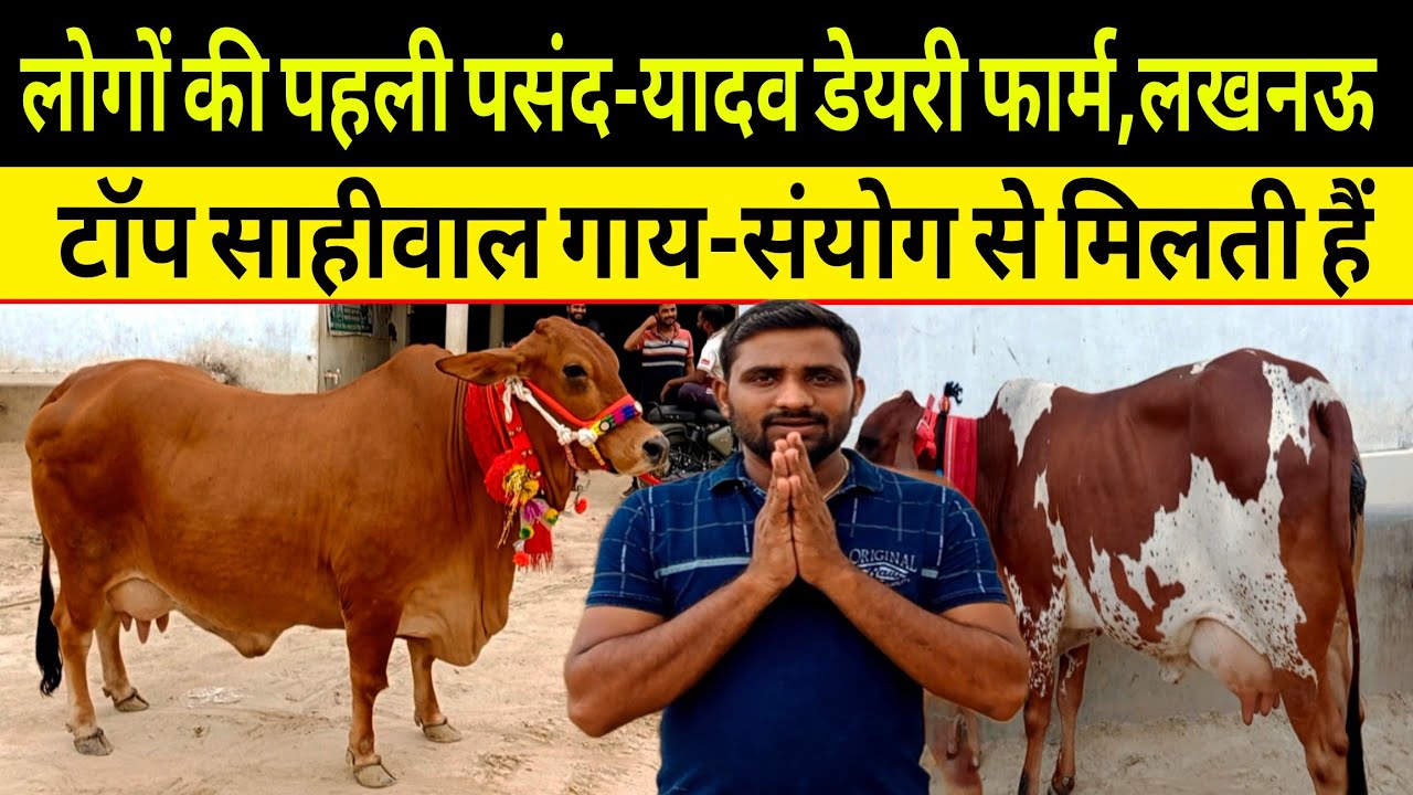 टाॅप साहीवाल गाय-संयोग से मिलती हैं/top sahiwal cow yadav dairy farm lucknow up/dairy farm up ||