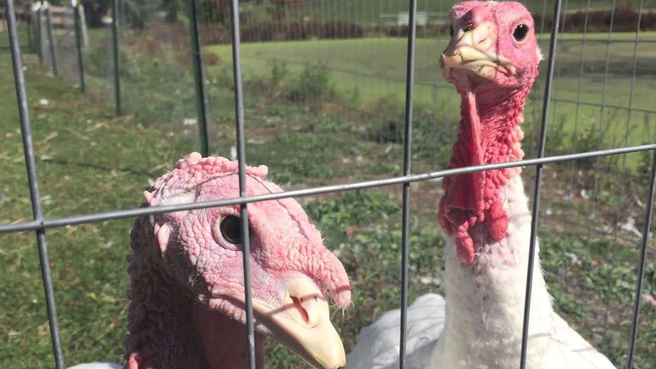 Welcome to Skylands Sanctuary and Animal Rescue!