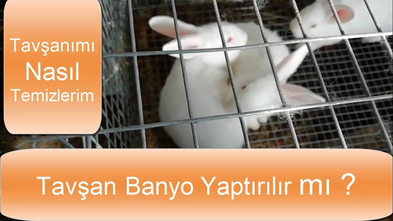 Tavşan Yıkamak