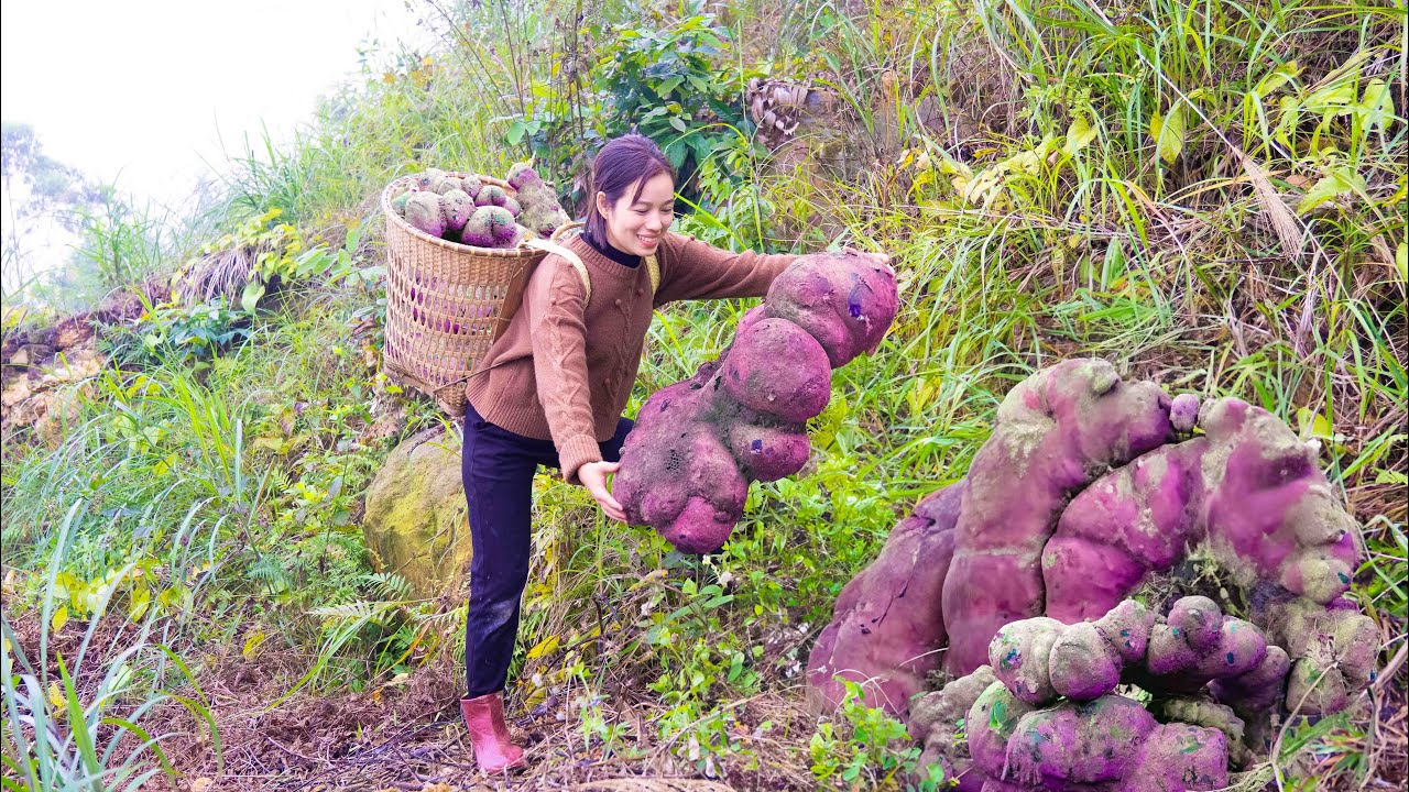 Harvest Purple Tubers Yam (FOREST TUBERS) go to market sell - Homecooked Pig Bone Yam Soup Recipe
