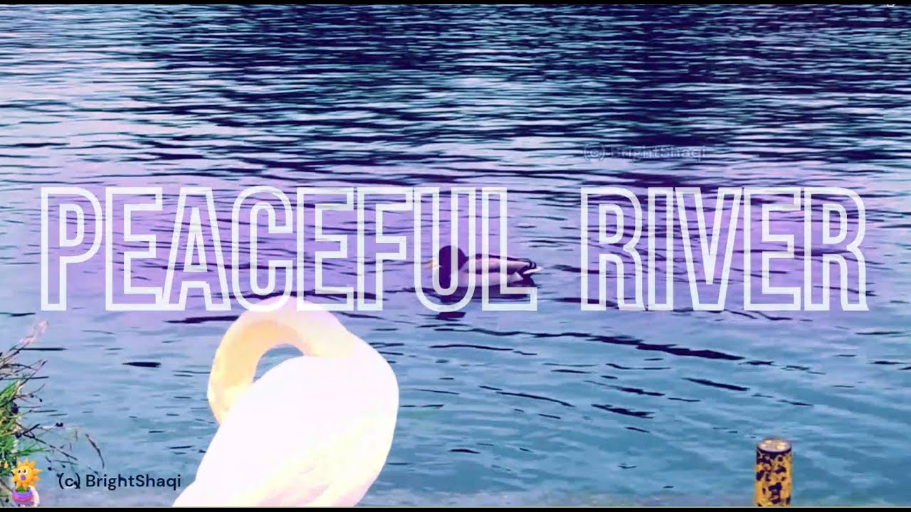 The Soothing Nature Sound of Ducks quacking on a River in the Rain helps to Relax and Heal #nature