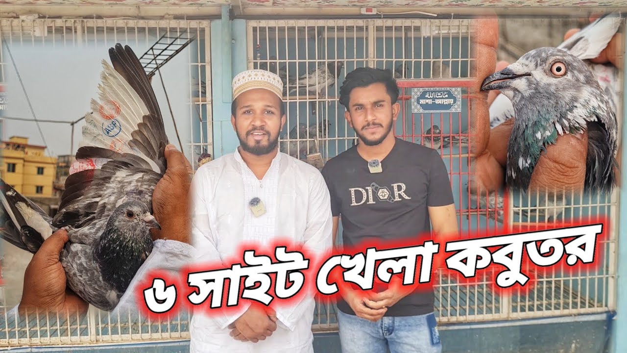 মাশাআল্লাহ খুব ভালো রেজাল্ট করা কবুতর গুলো🥰