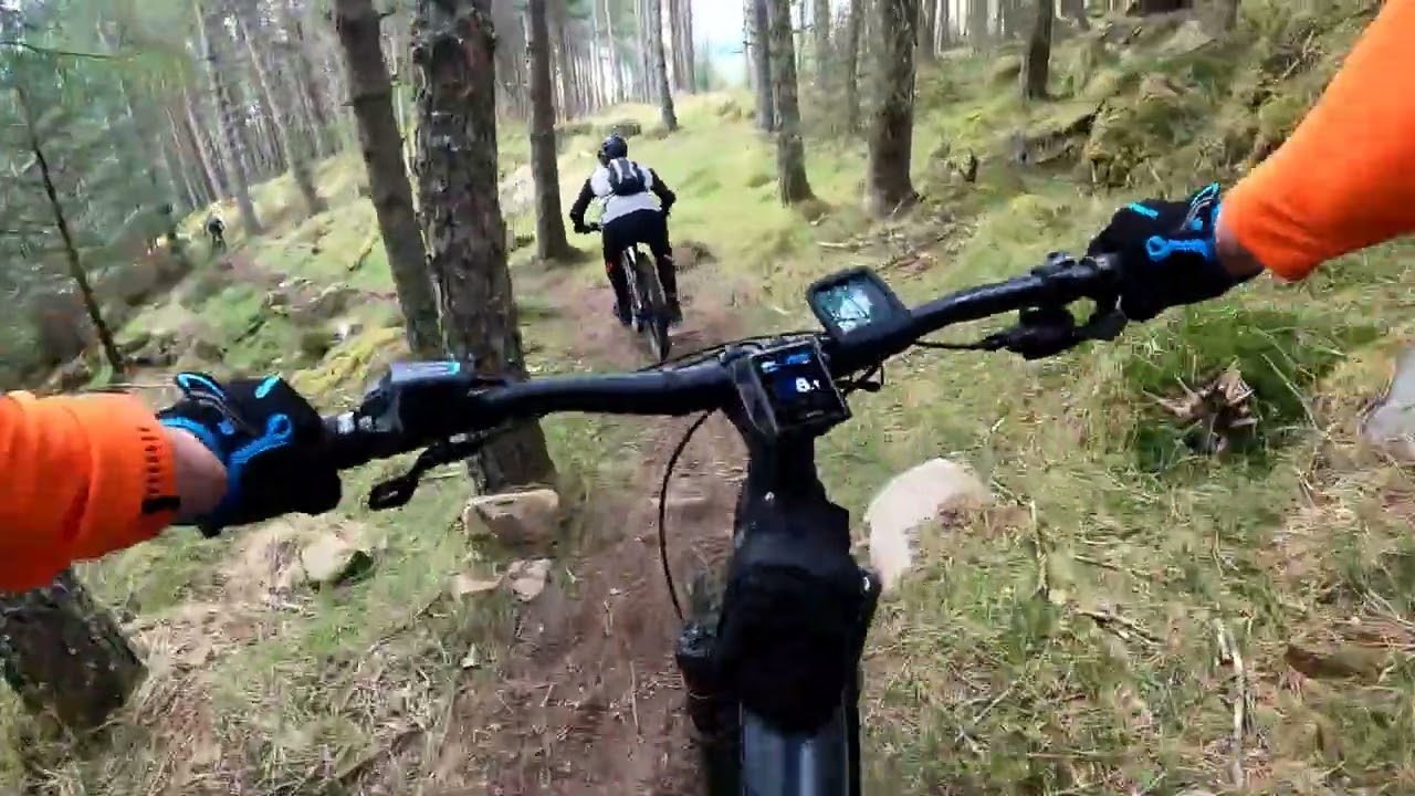Laggan Forest 