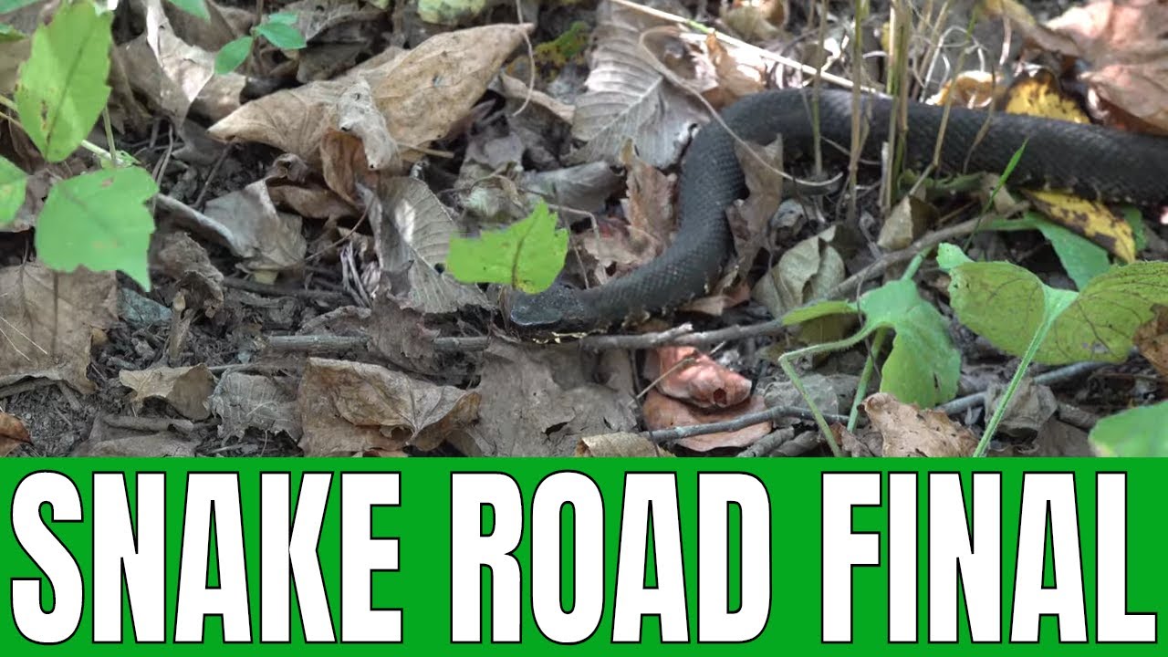LaRue Pine Hills Snake Road Fall 2020 - Episode 8