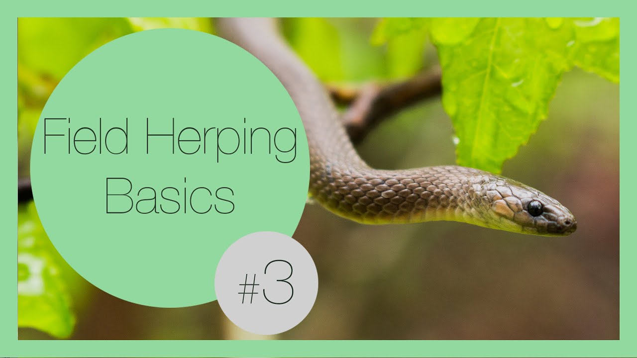 How to Attract Snakes to an Area