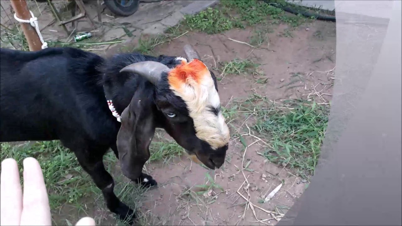 Eid UL Adha 2018 | Bakra Vlog