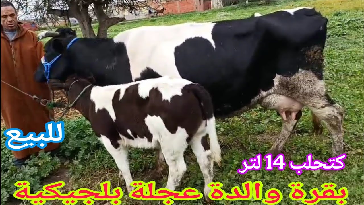 دائما الجديد💫بقرة والدة عجلة بلجيكية🌟 إتصل 06.73.53.36.11📞 ألو سي عبد الله نواحي الغرب🇲🇦