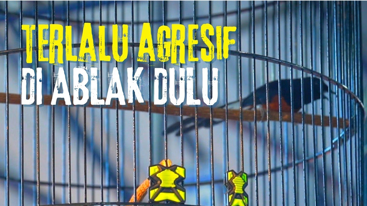 DI ABLAK FIRST‼️птицы слишком агрессивны