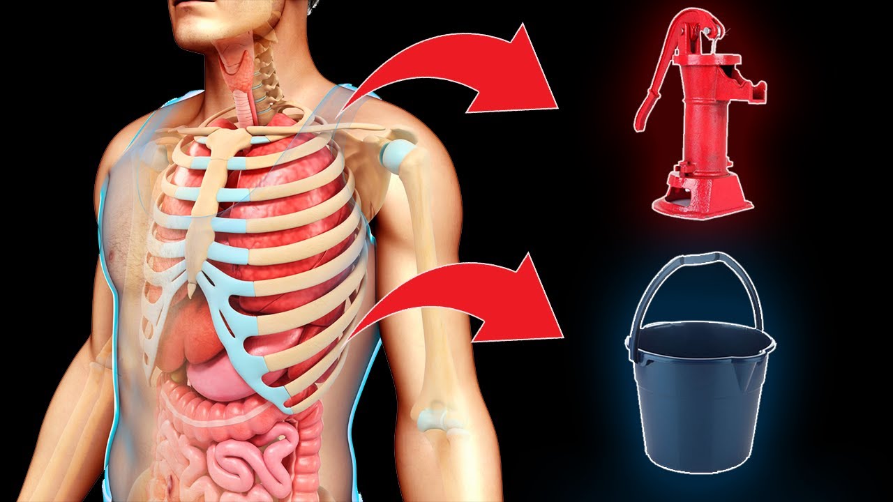 Como se expande el torax en la RESPIRACIÓN? Asa de bomba y asa de balde en costillas.