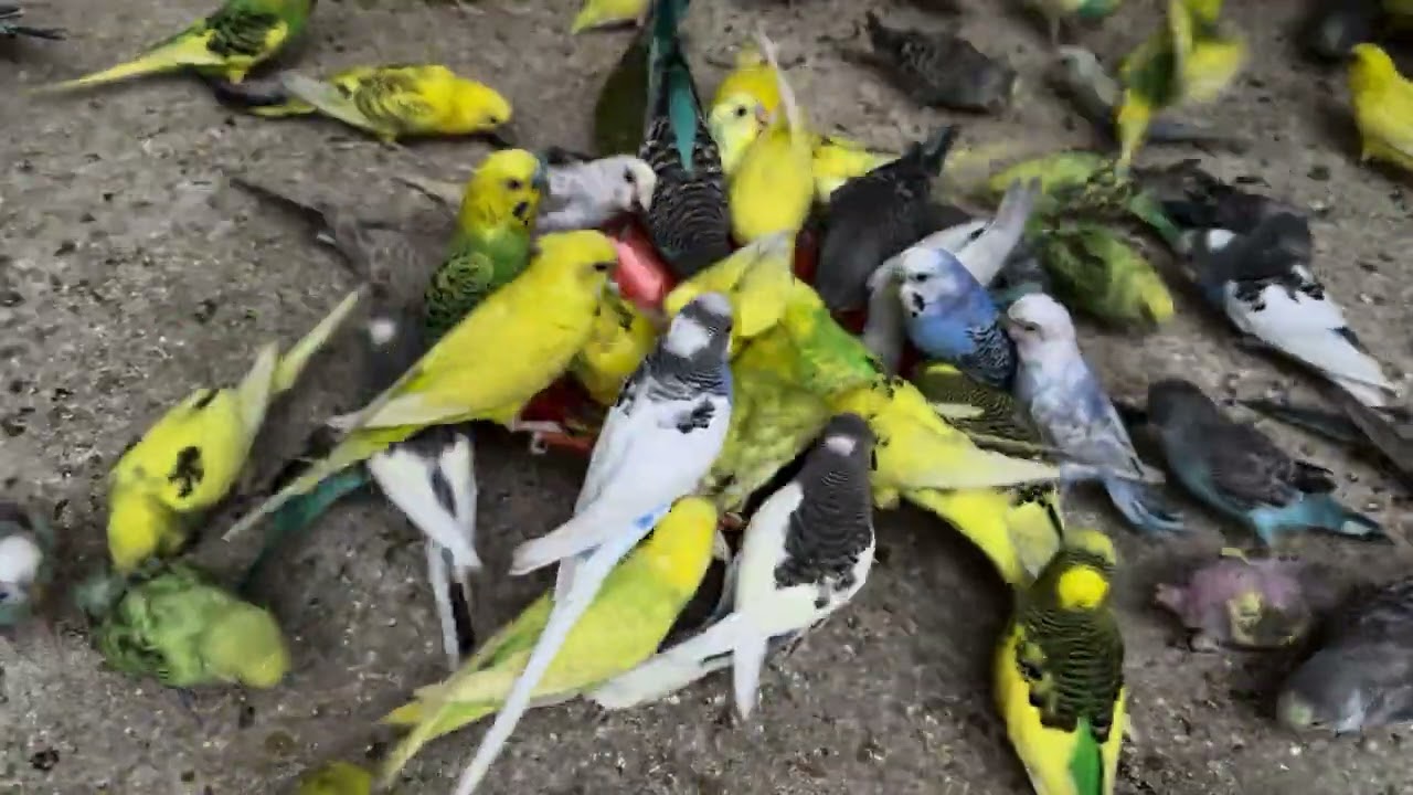 “I Followed a Bird Expert’s Advice for 7 Days“ From Shy to Superstar Budgie 🐦✨”💕⃝🕊️ 💕⃝🕊️🥀