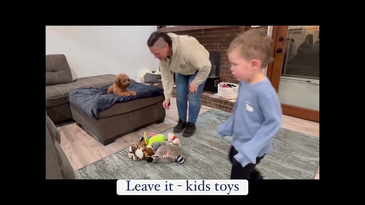 Albie - kid distractions training 