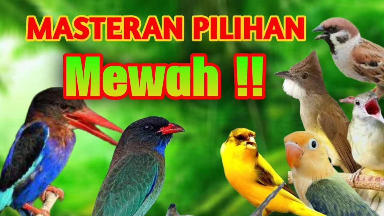 MASTERAN MURAI BATU FULL TEMBAKAN MATERIJERNIH PILIHAN COCOK UNTUK MASTERAN BURUNG BAHAN CEPAT JUARA