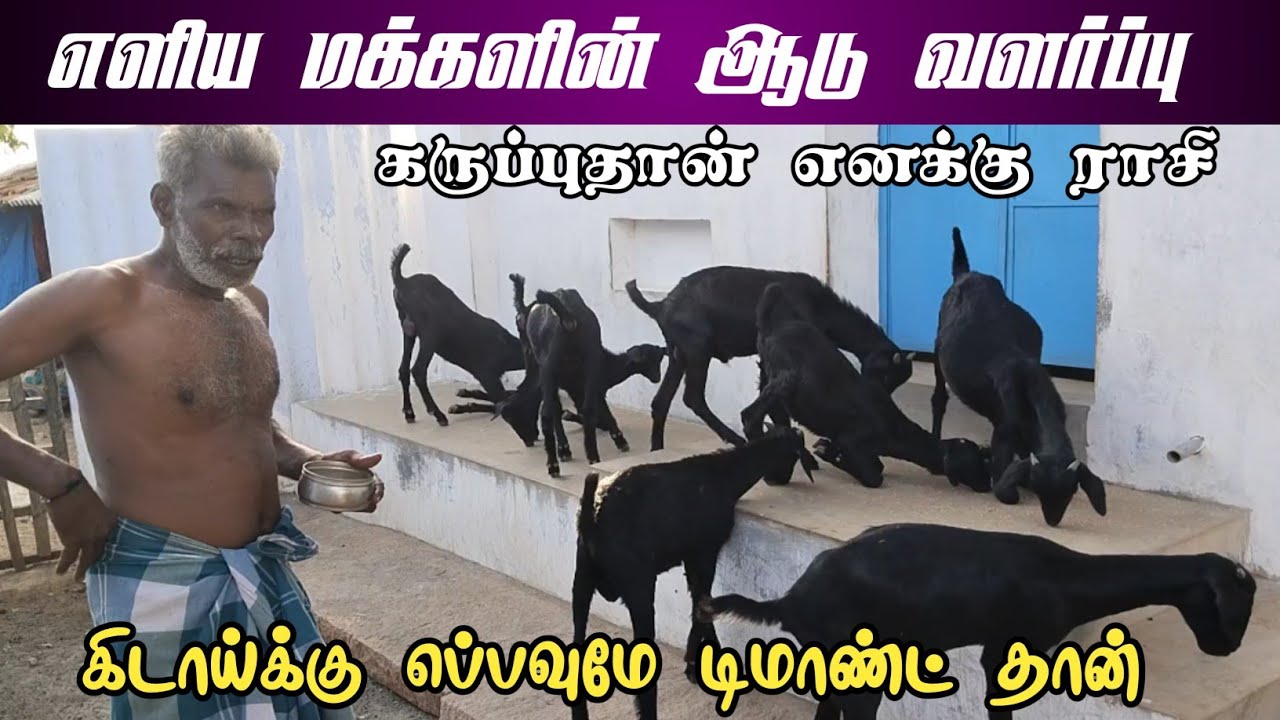 கருப்பு கிடாய்களுக்கு எப்பவுமே டிமாண்ட் தான் / கூடுதல் விலைக்கு விற்கலாம்